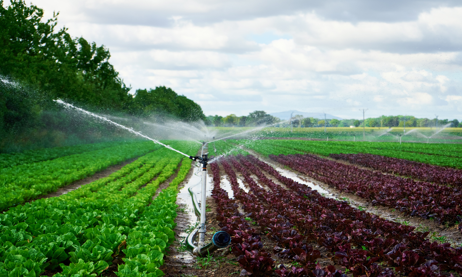 Bombas Vibratórias de Irrigação trabalhando em plantação