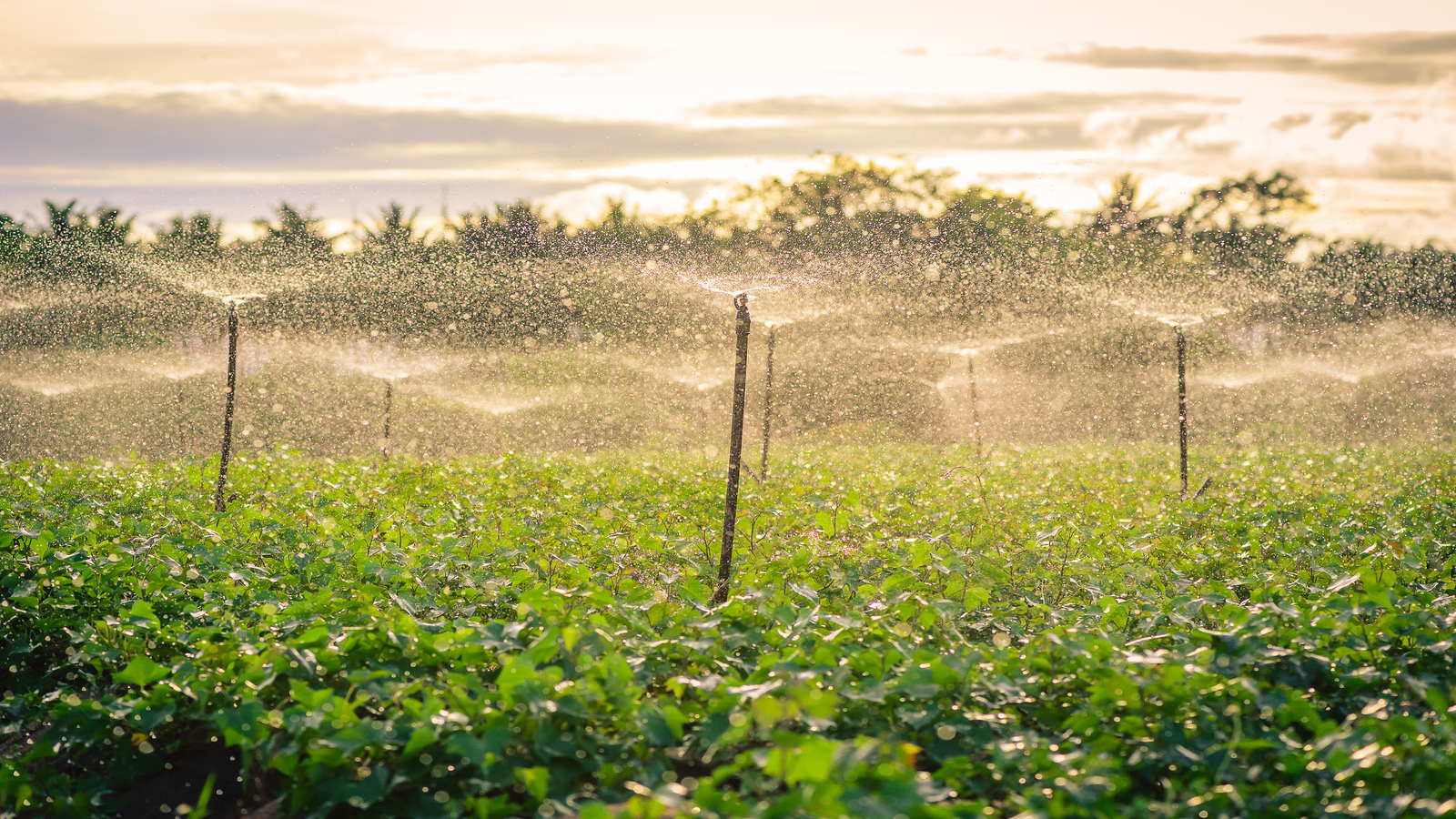 Bomba para Irrigação sendo utilizada para horta